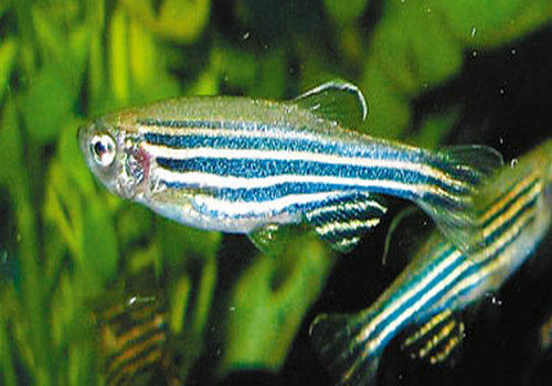 鱼类病毒性疾病的防治