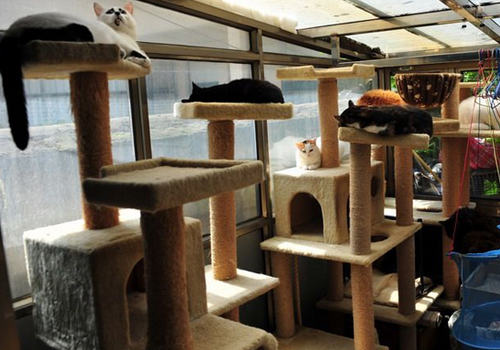 猫爬架实用吗