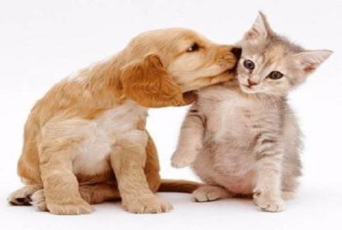 狗狗和猫咪怎么和谐相处 狗和猫友好相处的五大技巧