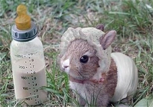 兔子眼球受伤也会导致流泪 兔子眼球受伤也会导致流泪