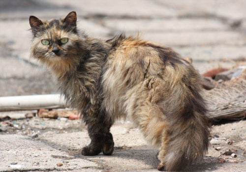 流浪猫安置所：需要爱也需要管理