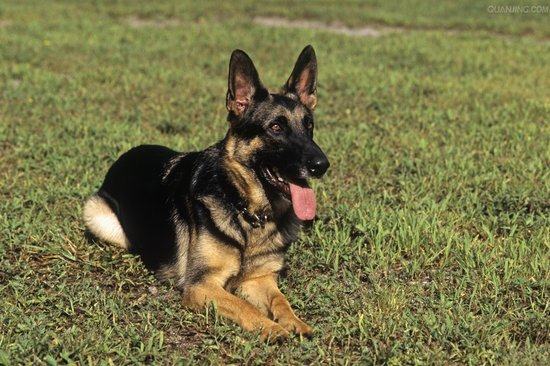 德国牧羊犬急性胃炎及治疗
