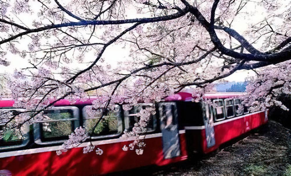 值得收藏：全国各地樱花鉴赏大全