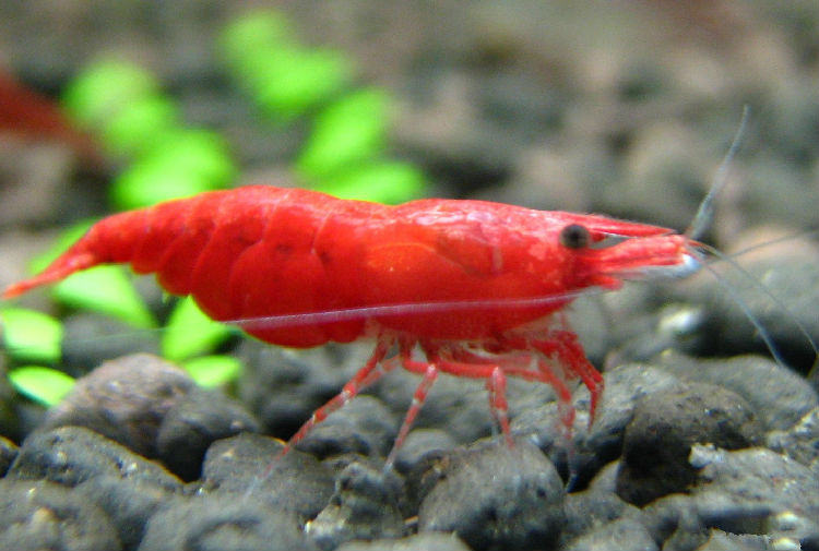 极火虾的品种介绍及饲养要点