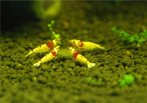 水晶虾的两种增白方法