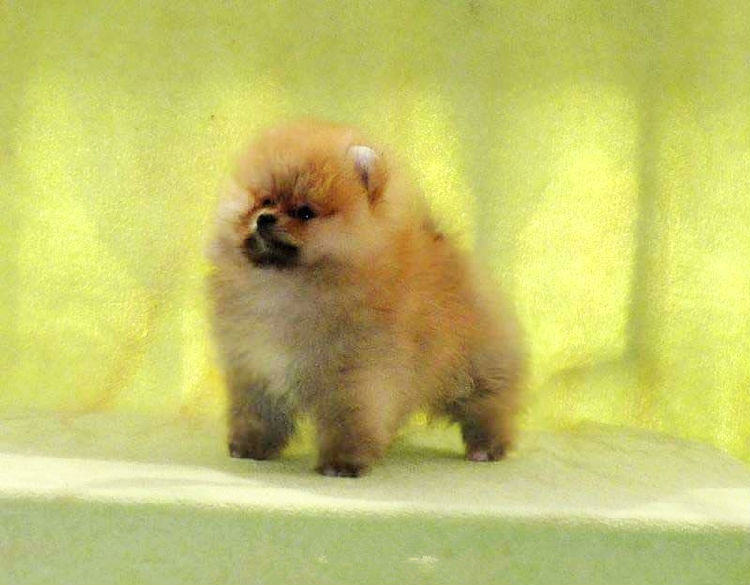 博美犬换毛期的美容要点