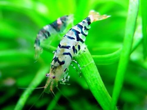水晶虾养殖的水质注意事项