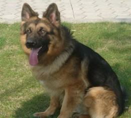 狗狗产后抽搐怎么办 狗狗产后抽搐怎么办