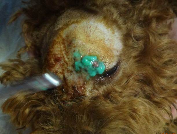 一例犬头部外伤的急救处理