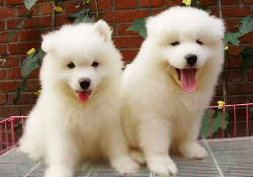 狗狗多盐少盐都不行