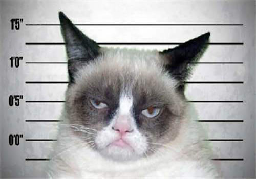 猫得狂犬病的症状