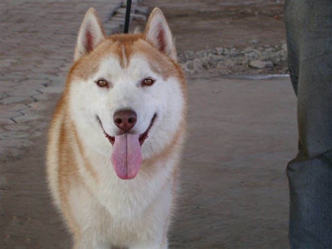 阿拉斯加犬与哈士奇的鉴别 阿拉斯加犬与哈士奇的鉴别