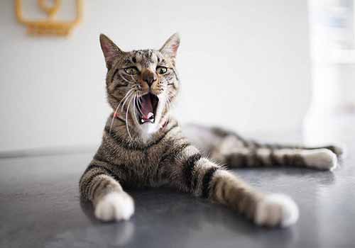 十大最常见的宠物猫品种