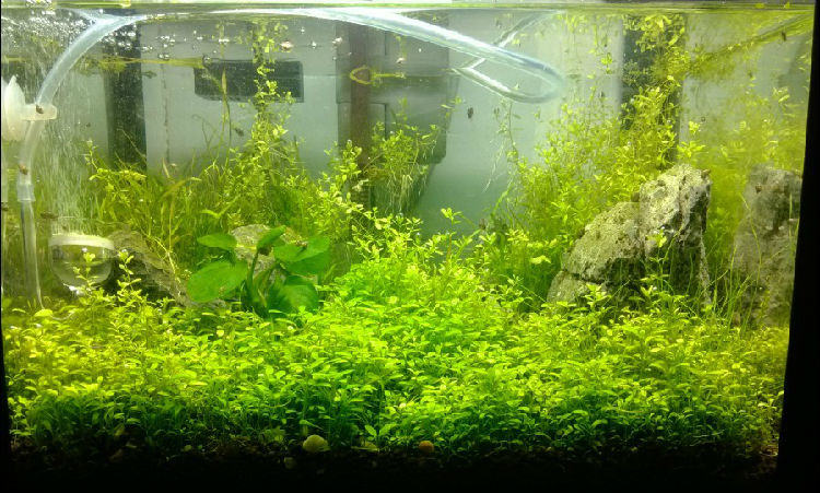 水草缸水浑浊的原因