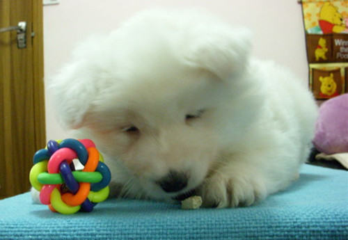 如何给狗狗挑选安全的玩具