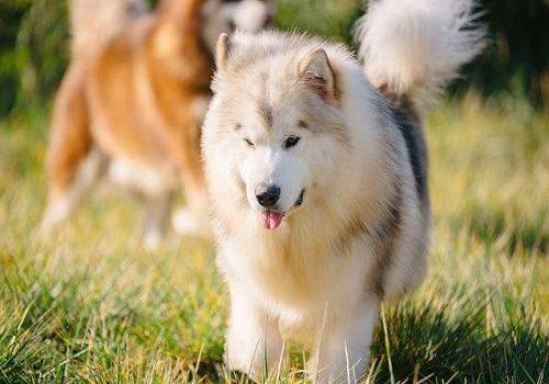 阿拉斯加的饲养成本，饲养阿拉斯加的花费