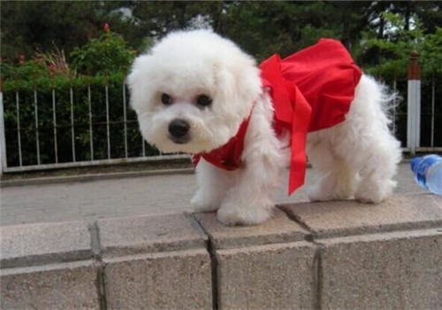 春节饲养宠物如何不影响走亲访友