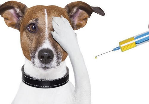 犬疫苗的相关知识