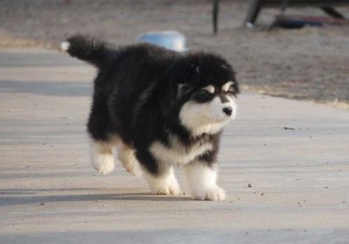 阿拉斯加幼犬怎么养，阿拉斯加幼犬饲养方式