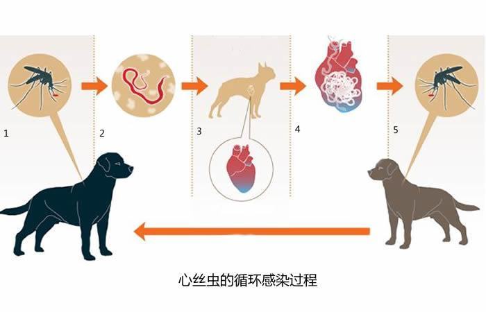 狗感染心丝虫有多可怕？心丝虫的知识你真要了解一下