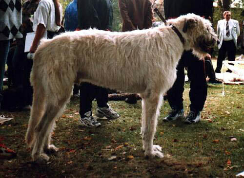 爱尔兰猎狼犬（Irish Wolfhound）品种介绍