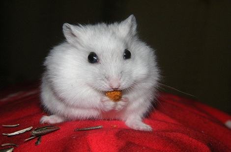 银狐仓鼠不能喂哪些食物？