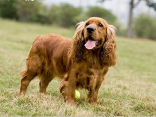 如何判断狗狗老化症状