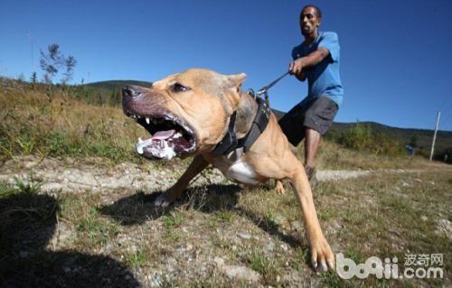 导致狗狗攻击人的原因都有哪些？