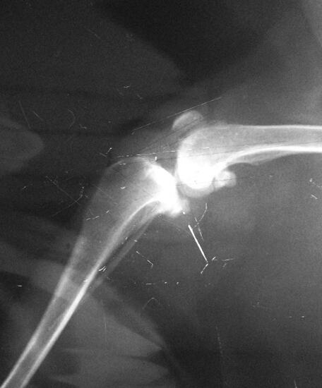 松狮犬膝关节手术与麻醉意外应急处理