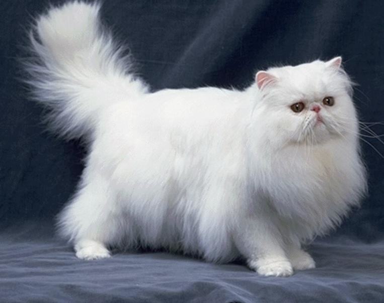 有关波斯猫的详细资料