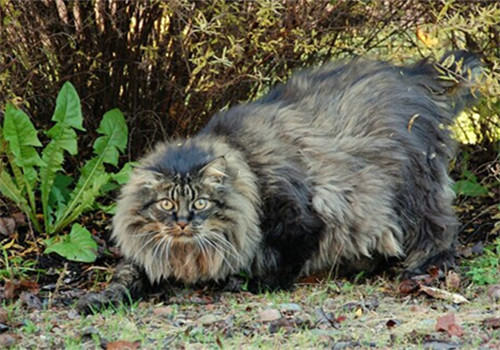 猫咪翻脸的时候会表现出哪些举动