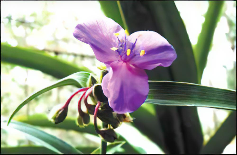 紫花鸭跖草