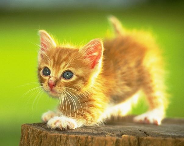 剖腹产的猫咪宝贝存活率低的原因