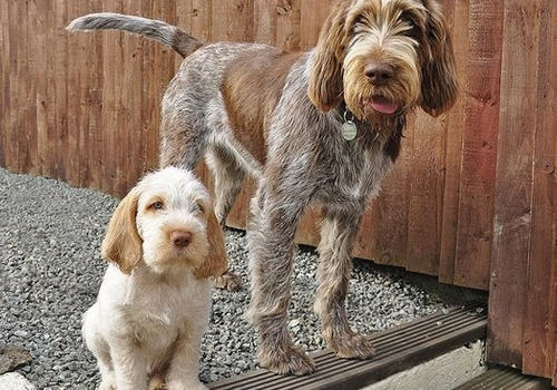 史必诺犬该如何饲养