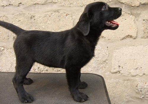 拉布拉多需要驱虫吗？