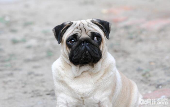 性格最温顺的狗狗都有哪些 性格最温顺的狗狗都有哪些