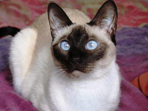 养猫有坏处吗