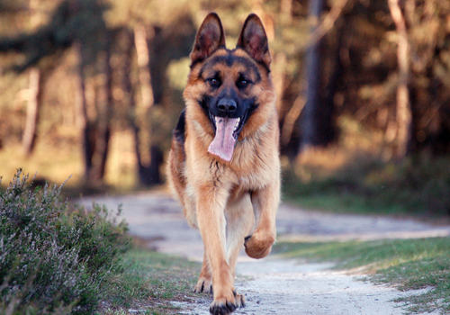 应激对警犬训练的影响