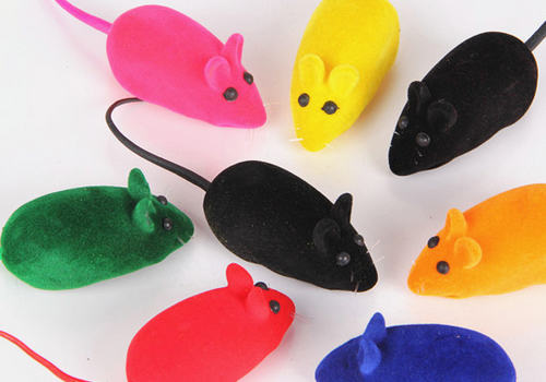 过节外出如何安置猫咪 过节外出如何安置猫咪