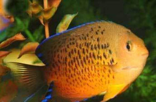 红闪电鱼的饲养环境