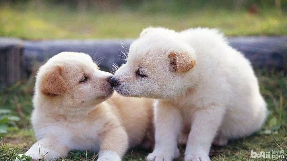 狗狗配种前需要考虑的问题都有什么? 狗狗配种前需要考虑的问题都有什么?