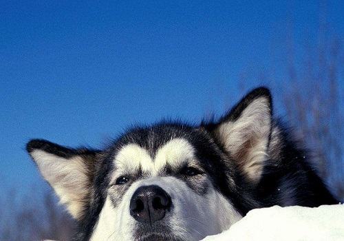 常见的长毛大型犬都有哪些品种? 常见的长毛大型犬都有哪些品种?