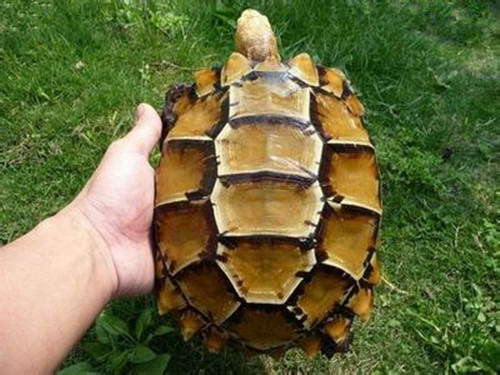 凹甲陆龟选购技巧 凹甲陆龟选购技巧