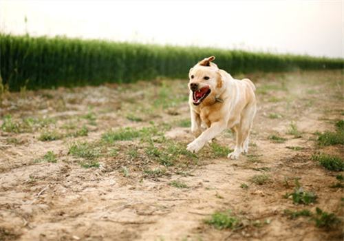 关于拉布拉多犬的运动知识