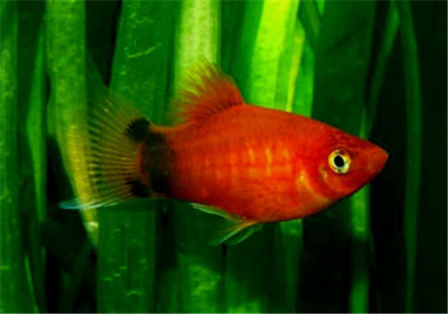 鱼粘孢子虫病的症状表现