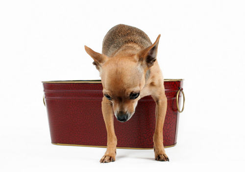 犬真菌性鼻炎