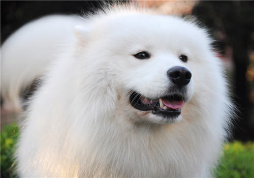 犬癫痫的临床症状