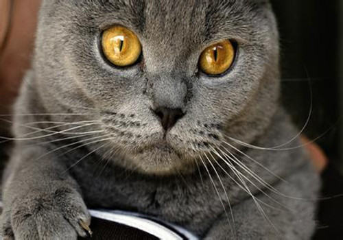 猫咪疫苗接种失败怎么办