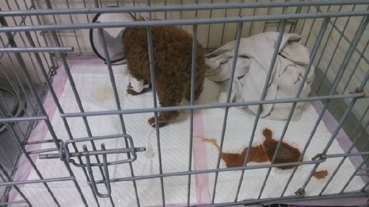 关于宠物贫血的症状及治疗 关于宠物贫血的症状及治疗