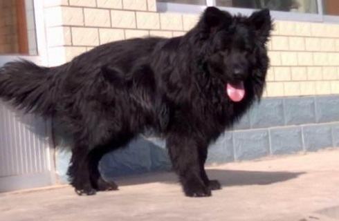 黑熊犬多少钱一只？黑熊犬价格